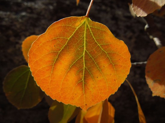 Photo courtesy of Gary Milano